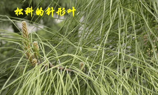 裸子植物之桑树（探究桑树的分类和特点）