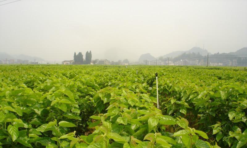 桑树——一种多功能植物（结构特征）