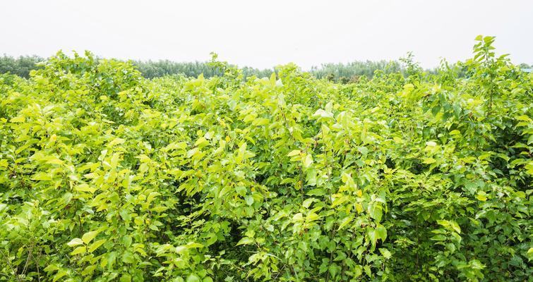 掌握桑树种植的正确时间和方法（种植技术详解）