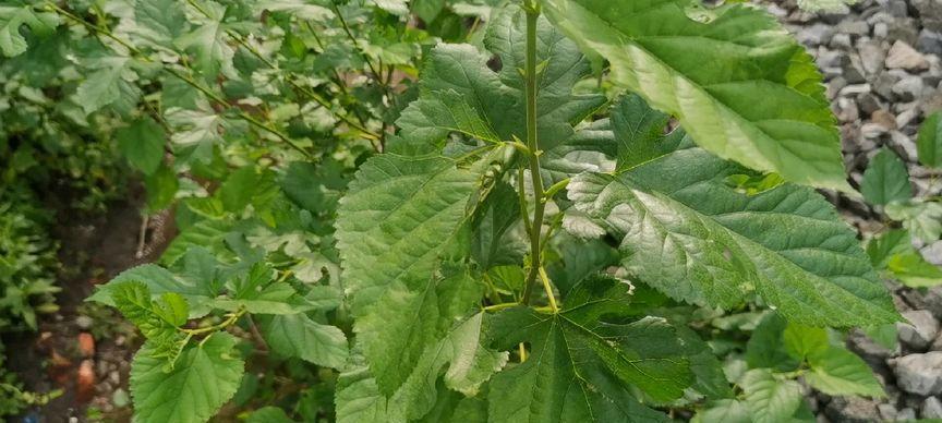 探究桑叶——一种神奇的药食兼用的叶子（桑叶的起源）