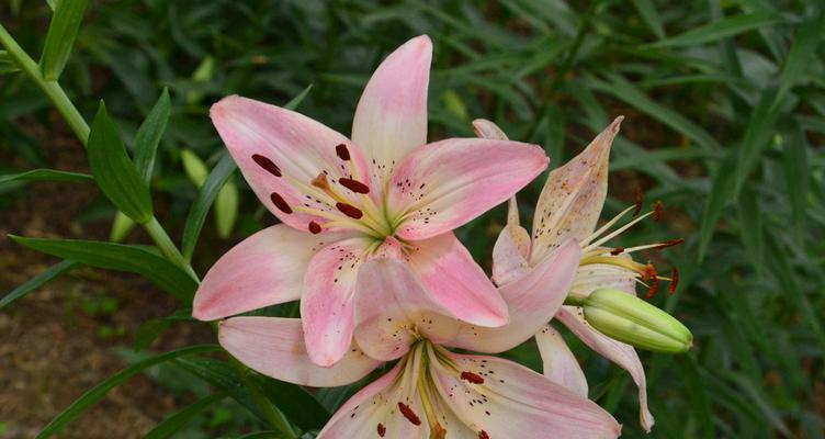 百合花的象征意义与传说（探寻百合花的神秘之美）