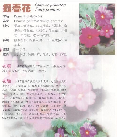 报春花（传递希望与重生的美丽花朵）