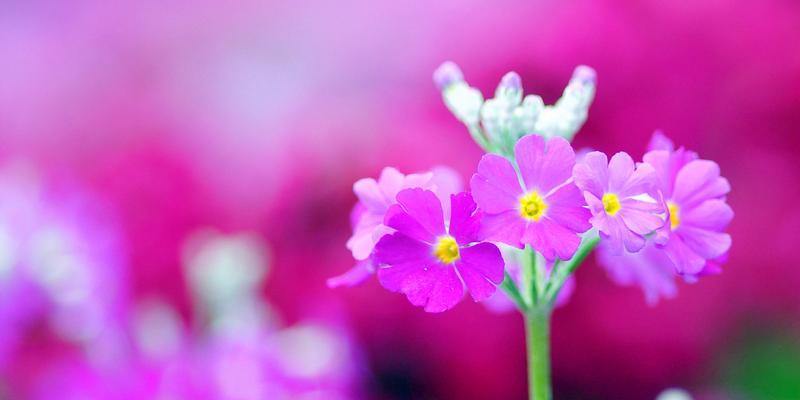 报春花的象征与寓意——生机与希望的化身（探索报春花背后的深意）