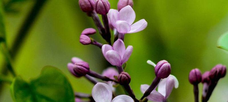 丁香的花语与意义（探寻丁香花的深意与象征）