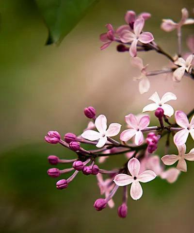 丁香的花语与意义（探寻丁香花的深意与象征）