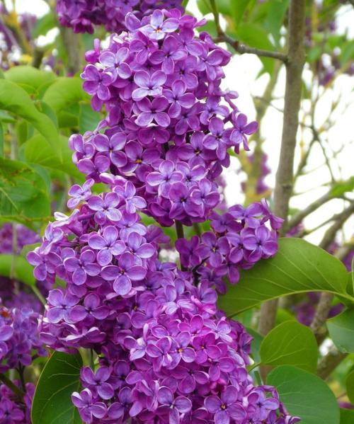 丁香花的花语（丁香花代表的寓意和象征）