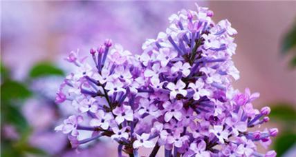 丁香花的花语（丁香花代表的寓意和象征）