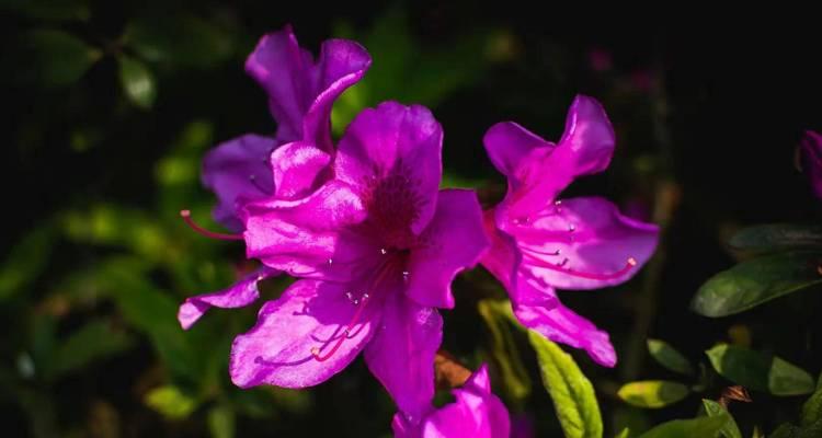 杜鹃花的花语与寓意（探索杜鹃花的花语及其深层寓意）