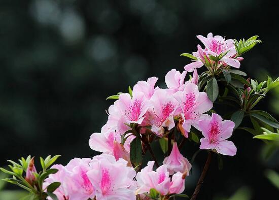 杜鹃花的花语与意义（杜鹃花的美丽与多样性）