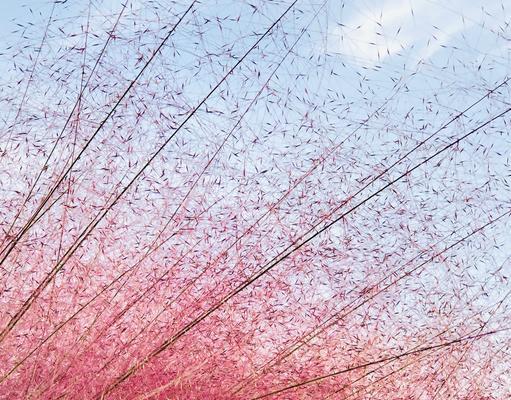 粉黛乱子草，花开满园（花语探秘）