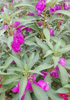 凤仙花的花语与含义（唤醒心灵的美丽凤仙花与其独特花语）