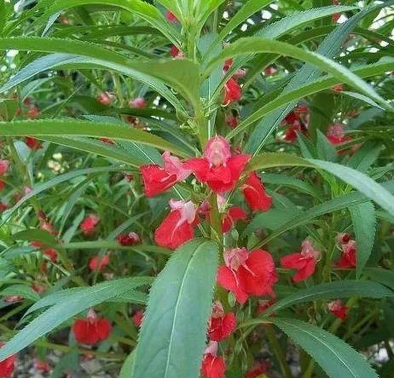 凤仙花的花语与含义（唤醒心灵的美丽凤仙花与其独特花语）