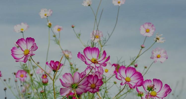 格桑花之美（探寻格桑花的花语）