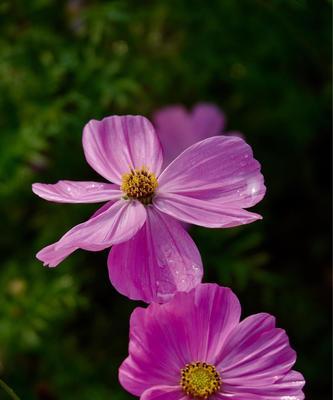 格桑花之美（探寻格桑花的花语）