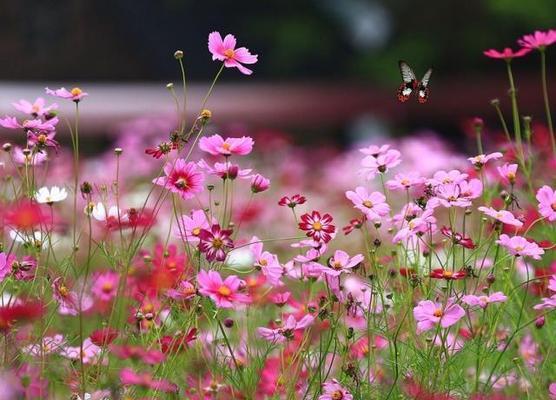 格桑花之美（探寻格桑花的花语）