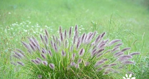 狗尾草的花语（探索狗尾草的神秘世界）