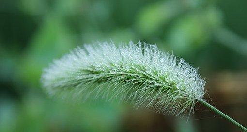 狗尾草的花语（探索狗尾草的神秘世界）