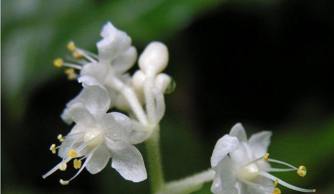 探寻以合果芋的花语奥秘（揭开以合果芋的花语之谜）