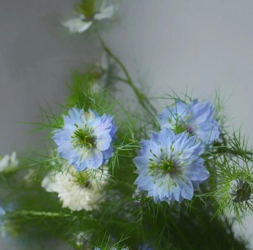 黑种草花语之美——诗意盎然的黑色花卉世界（神秘）