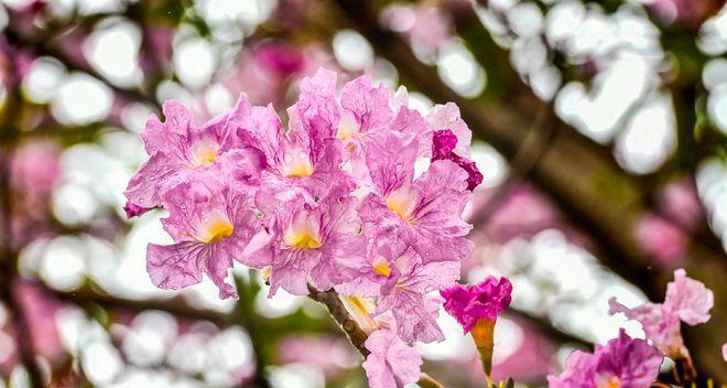 红花风铃木的花语探秘（红花风铃木的美丽之谜与深意）