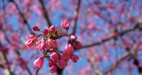 红叶樱花的花语之美（探寻红叶樱花花语的深刻内涵）