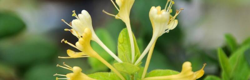 金银花的花语及其神奇功效（探秘金银花的花语与药用价值）