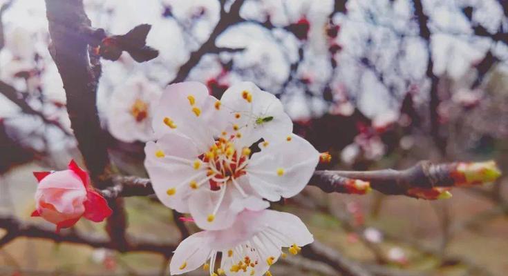 金钟花的花语及其意义（探索金钟花的秘密及其象征意义）