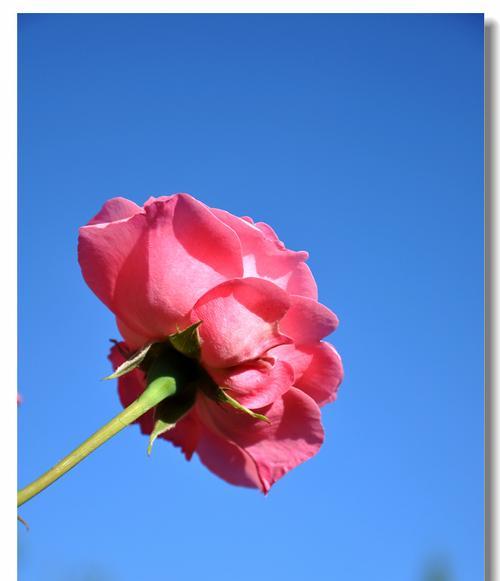 蓝色月季的花语与寓意（浪漫）