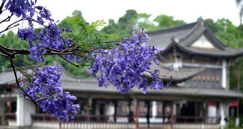 蓝楹花的花语与寓意（探寻蓝楹花的美丽花语）