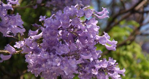 蓝楹花的花语与寓意（探寻蓝楹花的美丽花语）