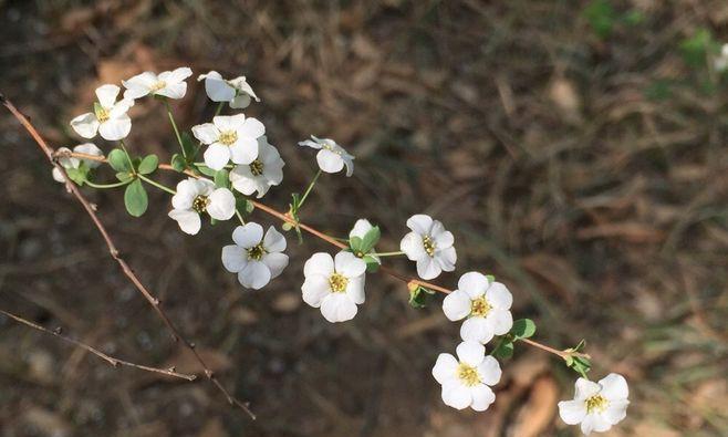 李叶绣线菊的花语寓意（探究李叶绣线菊的含义及文化象征）