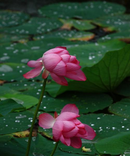 莲花的象征意义及其对生活的启示（莲花的美丽与坚韧）