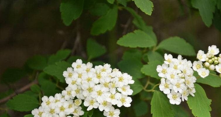 菱叶绣线菊花语之美——探索花朵背后的含义（解读菱叶绣线菊的花语）