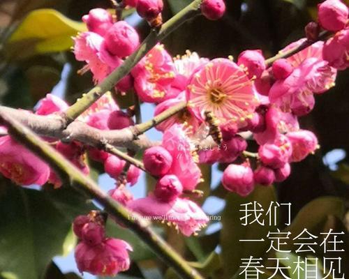 梅花的花语（梅花的花语及其寓意解析）