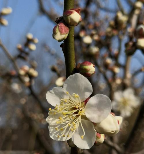 梅花的花语（梅花的花语及其寓意解析）