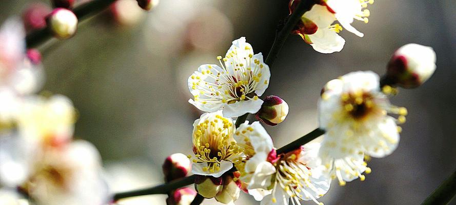 梅花的花语（梅花的花语及其寓意解析）