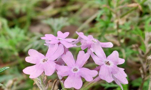 美女樱的花语与寓意（探寻美女樱的神秘花语）