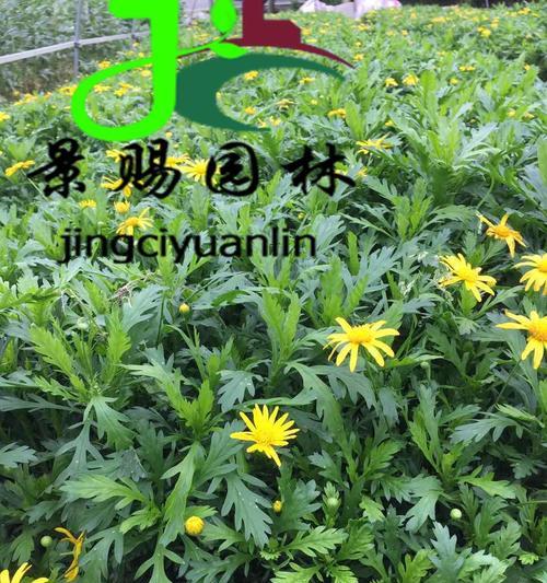 以木春菊的寓意与生活启示（传承自然智慧）