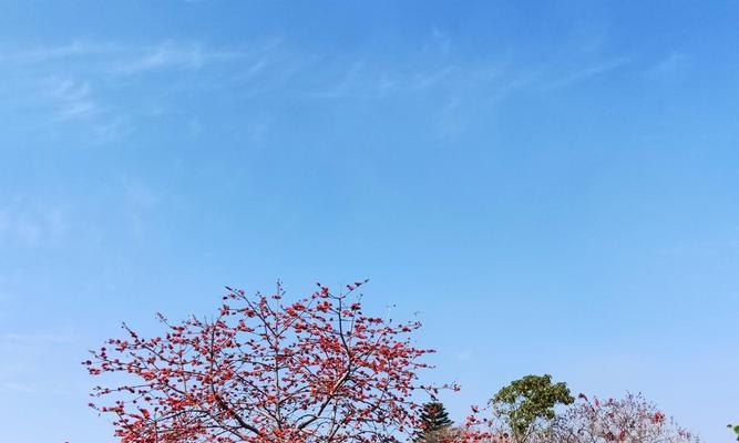 木棉花的花语及其象征意义（探秘木棉花的美丽花语与传达方式）