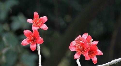 木棉花的精神象征与探索（探寻木棉花所象征的坚强）