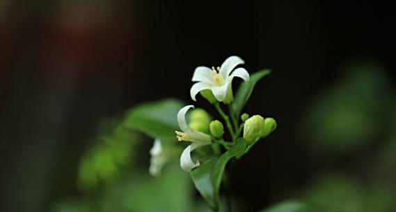 七里香的花语与美好生活（以花语传递的情感与希望）