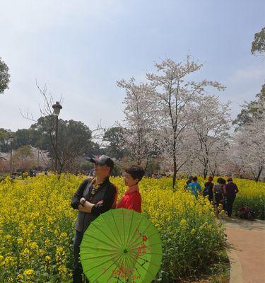 日本早樱的花语与寓意（揭秘樱花中的浪漫与美好）