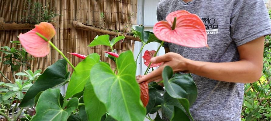 红掌花语-爱的永恒（红掌花语传递的五种爱的表达方式）