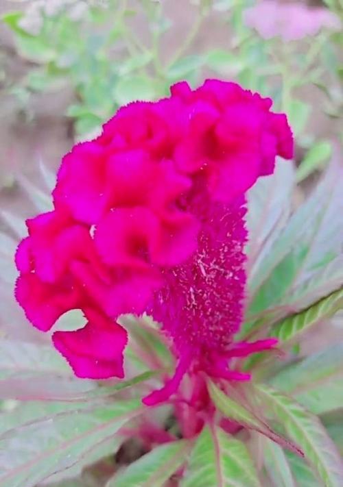 鸡冠花花语之美（用鸡冠花的花语传递爱与希望）