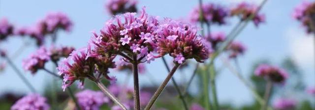 以马鞭草花语（深入了解以马鞭草的花语和象征意义）