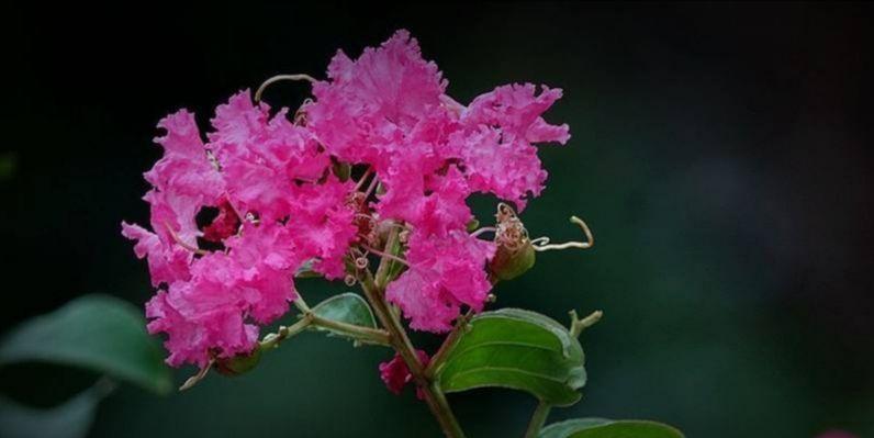 蔷薇花语的意义及传承（蔷薇的花语解析与魅力探索）