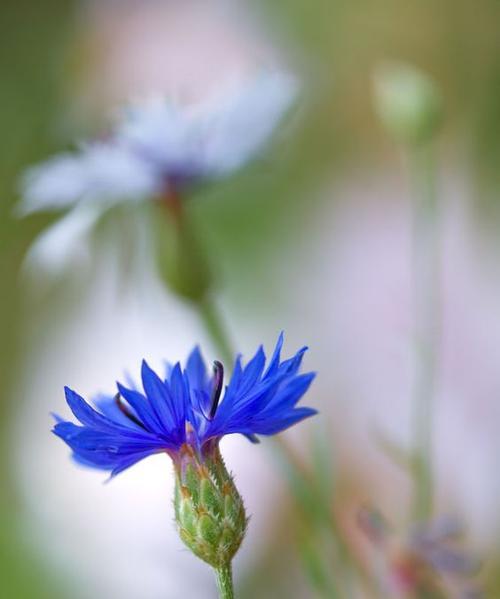 矢车菊的花语——美丽与希望（花开寄语人间）