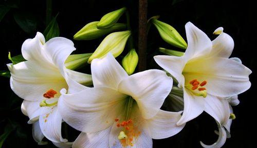 百合花香水之美——芬芳的花语（用香水百合花语传递美丽与温暖）