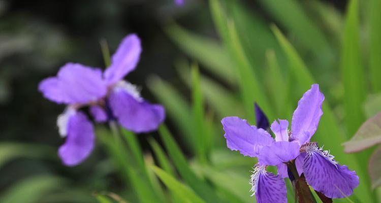 探秘鸢尾花的花语之谜（揭示鸢尾花蕴含的丰富情感与含义）