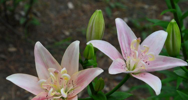 百合花的象征意义及文化传承（百合花）